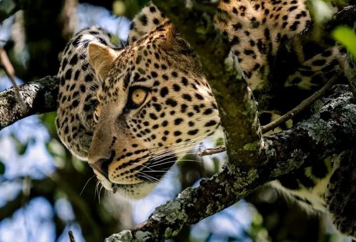 WhatsApp Image 2026-02-11 at 6.01.18 PM